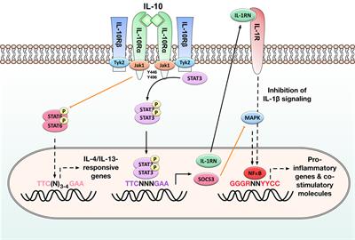 Induction of Interleukin-10 Producing Dendritic Cells As a Tool to Suppress Allergen-Specific T Helper 2 Responses